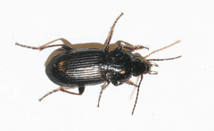 Pterostichus vernalis