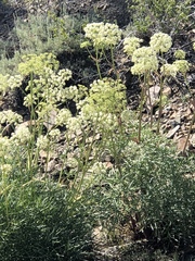 Angelica lineariloba