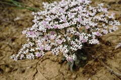 Goniolimon rubellum