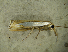 Crambus watsonellus
