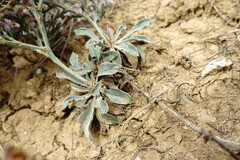 Goniolimon rubellum