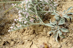Goniolimon rubellum