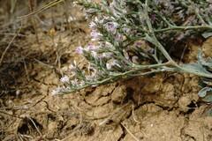 Goniolimon rubellum