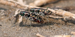 Cicindela haemorrhagica