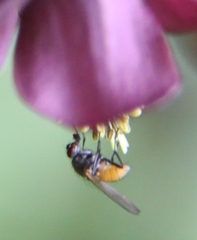 Thricops semicinereus