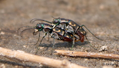 Cicindela haemorrhagica