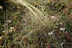 Festuca valesiaca