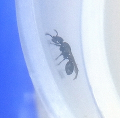 Procryptocerus