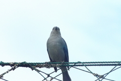 Thraupis sayaca