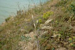 Bromus cappadocicus