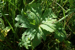 Geranium palustre