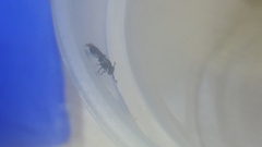 Procryptocerus