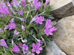 Collomia debilis debilis