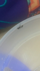 Procryptocerus