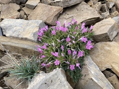 Collomia debilis debilis