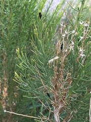 Ericameria paniculata