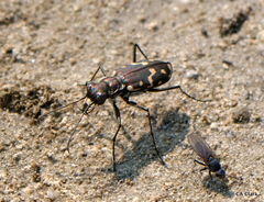 Cicindela haemorrhagica
