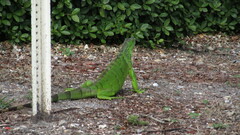 Iguana iguana