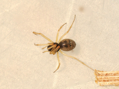 Kaestneria dorsalis