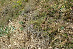 Thymus callieri