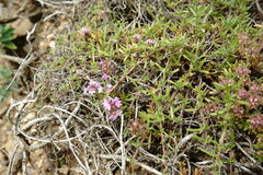 Thymus callieri