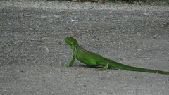 Iguana iguana