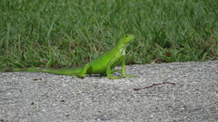 Iguana iguana