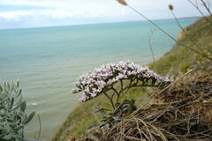 Goniolimon rubellum