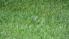 Iguana iguana