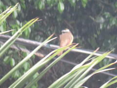 Pitangus sulphuratus