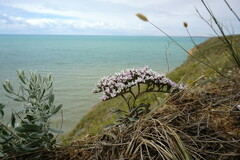 Goniolimon rubellum