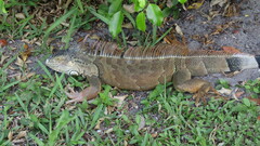 Iguana iguana