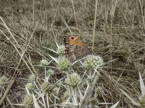 očkáň kostravový (Arethusana arethusa)
