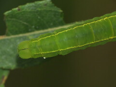Scoliopteryx libatrix