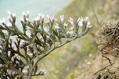 Goniolimon rubellum