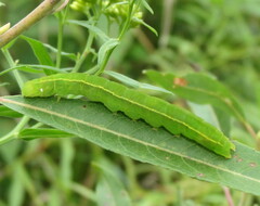 Scoliopteryx libatrix