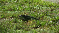 Iguana iguana