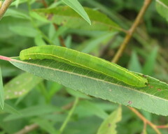 Scoliopteryx libatrix