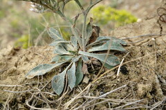 Goniolimon rubellum