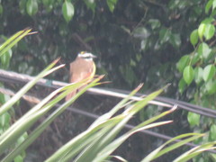 Pitangus sulphuratus