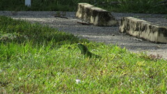 Iguana iguana