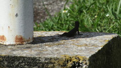 Leiocephalus carinatus