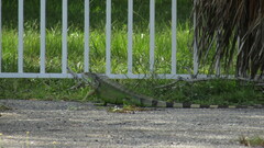 Iguana iguana