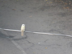 Tyrannus melancholicus