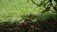 Anolis sagrei