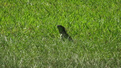 Iguana iguana