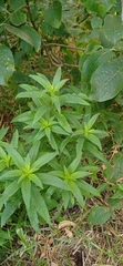 Chamaenerion angustifolium