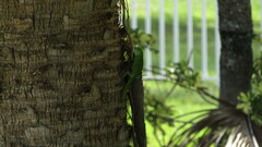 Iguana iguana