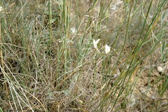 Astragalus ucrainicus