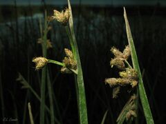 Schoenoplectus triqueter